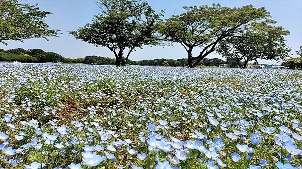 【海之中道海濱公園】遊福岡必賞…2023超夢幻粉蝶花