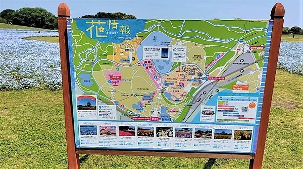 【海之中道海濱公園】遊福岡必賞…2023超夢幻粉蝶花