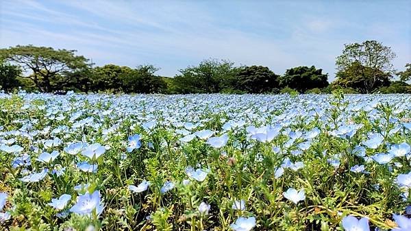 【海之中道海濱公園】遊福岡必賞…2023超夢幻粉蝶花