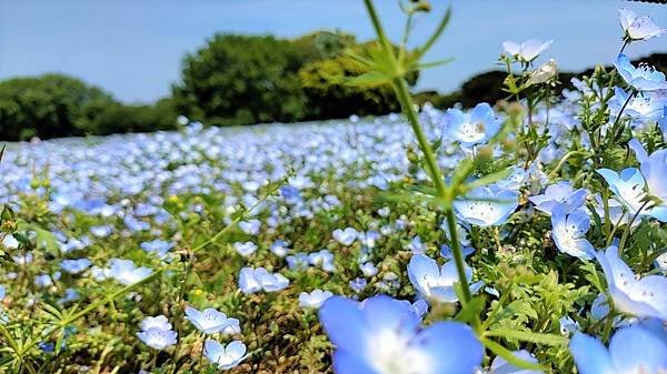 【海之中道海濱公園】遊福岡必賞…2023超夢幻粉蝶花