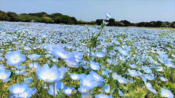 【海之中道海濱公園】遊福岡必賞…2023超夢幻粉蝶花