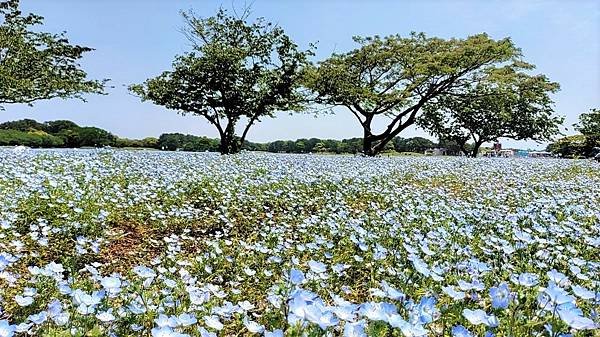 【海之中道海濱公園】遊福岡必賞…2023超夢幻粉蝶花