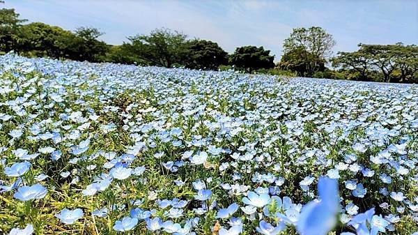 【海之中道海濱公園】遊福岡必賞…2023超夢幻粉蝶花