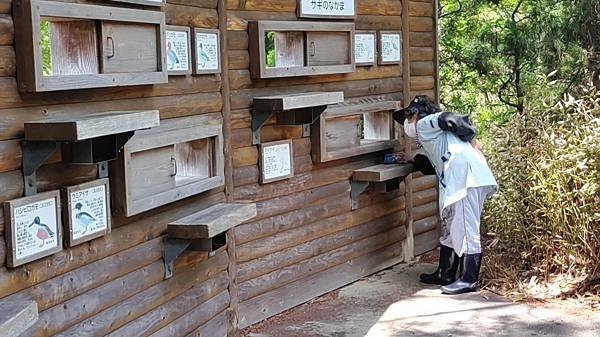 【海之中道海濱公園】遊福岡必賞…2023超夢幻粉蝶花