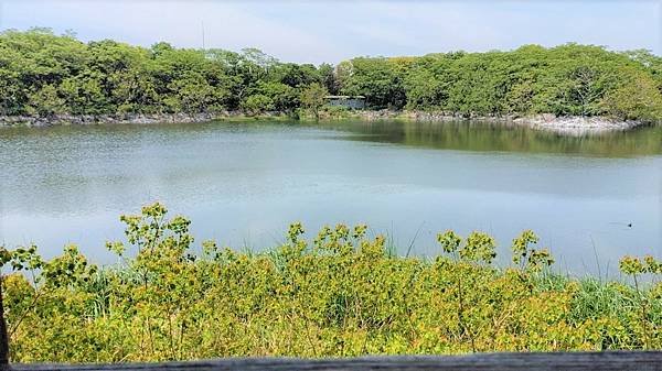 【海之中道海濱公園】遊福岡必賞…2023超夢幻粉蝶花