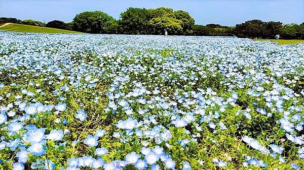 【福岡雙人行】海之中道海濱公園.西戶崎港.福岡塔.戀人聖地