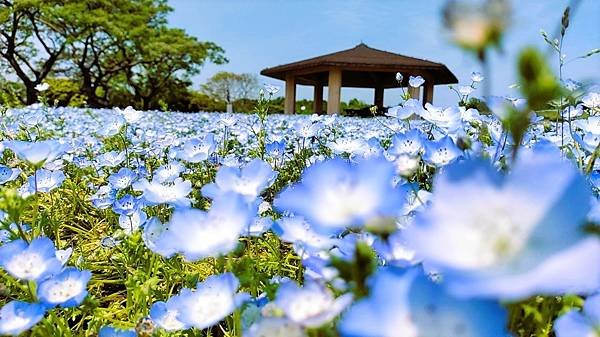 【福岡雙人行】海之中道海濱公園.西戶崎港.福岡塔.戀人聖地