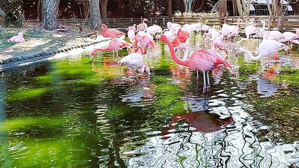 【福岡雙人行】海之中道海濱公園.西戶崎港.福岡塔.戀人聖地