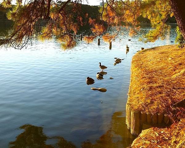 【福岡雙人行】紅葉八幡宮.在福岡的綠洲-大濠公園-散散步.吃