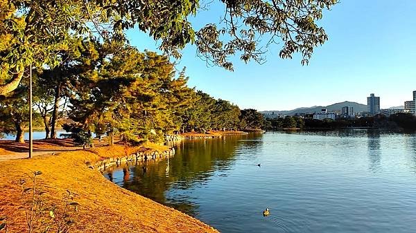 【福岡雙人行】紅葉八幡宮.在福岡的綠洲-大濠公園-散散步.吃