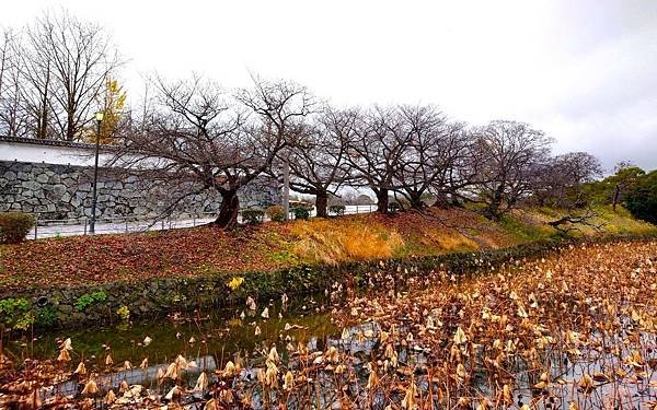 【福岡雙人行Ⅲ】舞鶴公園.櫛田神社.博多運河城.東長寺.博多