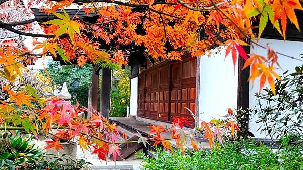 【福岡雙人行Ⅲ】舞鶴公園.櫛田神社.博多運河城.東長寺.博多