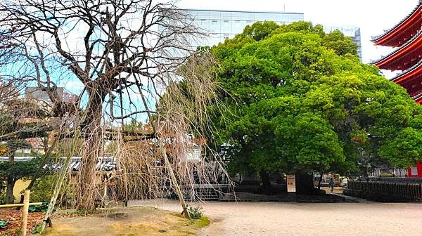 【福岡雙人行Ⅲ】舞鶴公園.櫛田神社.博多運河城.東長寺.博多