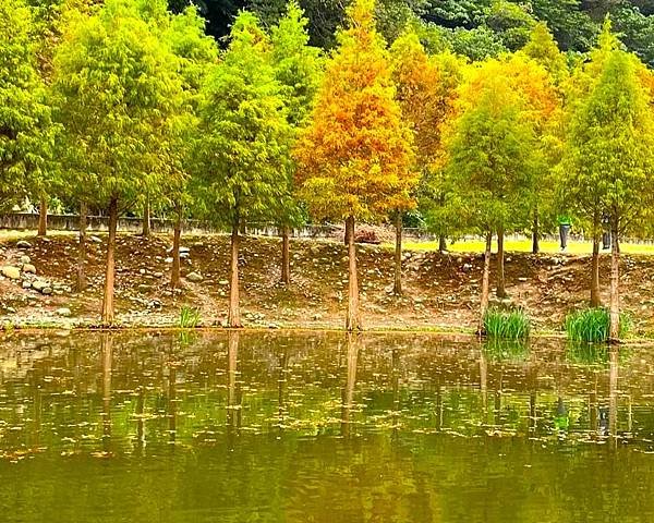 桃園大溪落羽松秘境=月眉人工濕地生態公園.落羽松公園.土埆厝