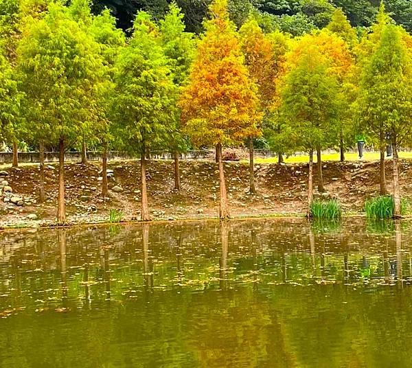 桃園大溪落羽松秘境=月眉人工濕地生態公園.落羽松公園.土埆厝