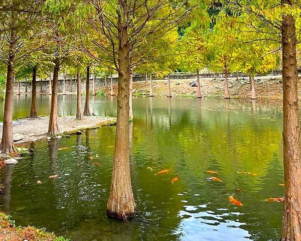 桃園大溪落羽松秘境=月眉人工濕地生態公園.落羽松公園.土埆厝