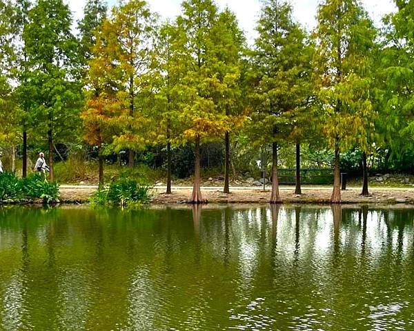 桃園大溪落羽松秘境=月眉人工濕地生態公園.落羽松公園.土埆厝