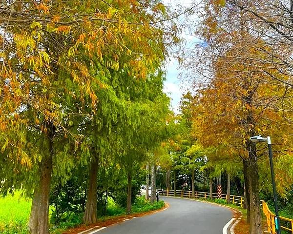 桃園大溪落羽松秘境=月眉人工濕地生態公園.落羽松公園.土埆厝