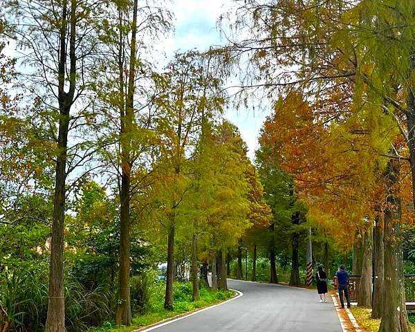 桃園大溪落羽松秘境=月眉人工濕地生態公園.落羽松公園.土埆厝