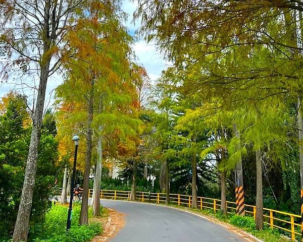 桃園大溪落羽松秘境=月眉人工濕地生態公園.落羽松公園.土埆厝