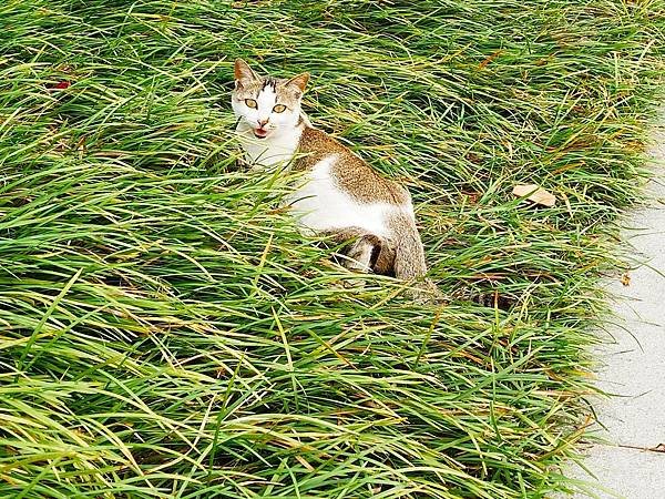 訪友吃喝ing【千燈湖公園.燈湖西街.礌崗公園】岭南逸品.桂