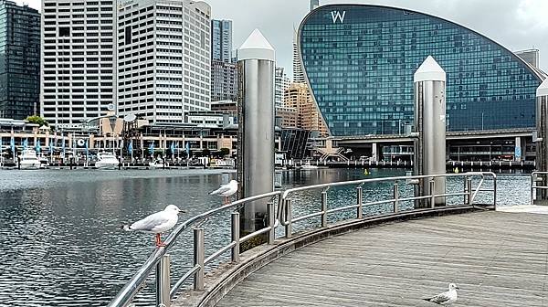 【雪梨必訪】達令港.Darling Harbour.雪梨港S