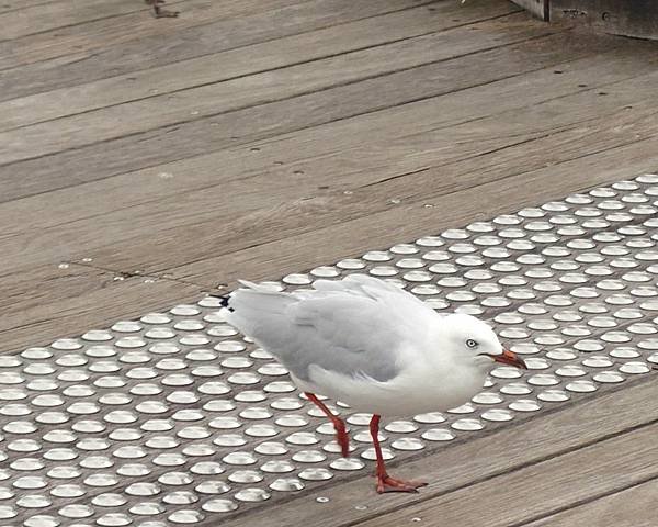 【雪梨必訪】達令港.Darling Harbour.雪梨港S