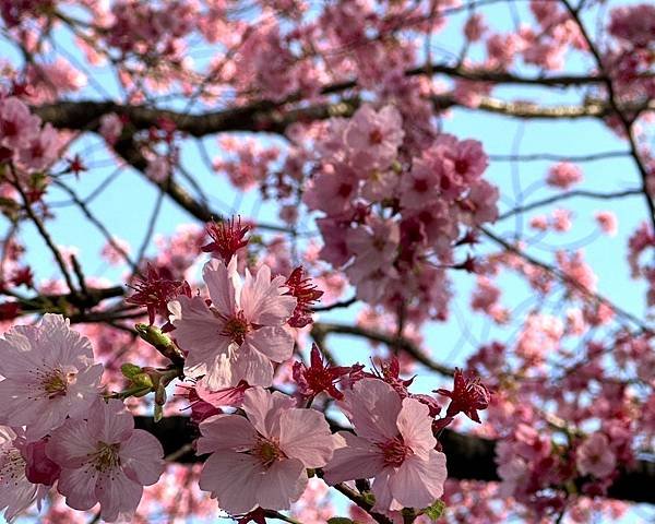 【日本關東賞櫻行】十間橋.成田櫻山公園.冰川神社.吉祥寺.新