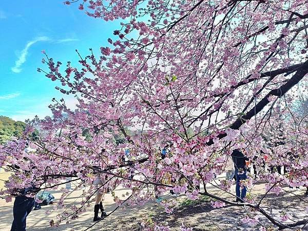 【日本關東賞櫻行】十間橋.成田櫻山公園.冰川神社.吉祥寺.新