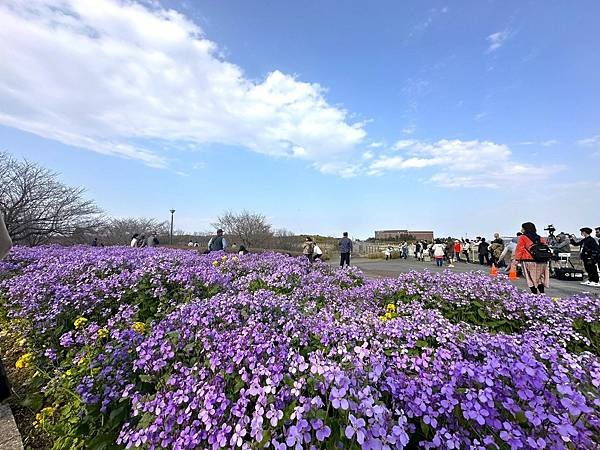 【日本關東賞櫻行】十間橋.成田櫻山公園.冰川神社.吉祥寺.新