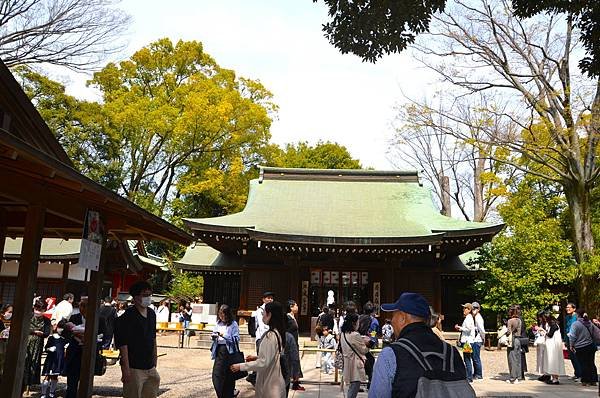 【日本關東賞櫻行】十間橋.成田櫻山公園.冰川神社.吉祥寺.新