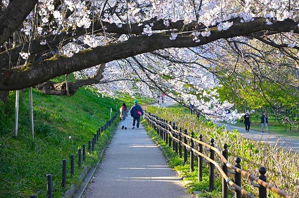 【日本關東賞櫻行】十間橋.成田櫻山公園.冰川神社.吉祥寺.新