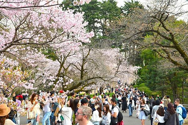 【日本關東賞櫻行】十間橋.成田櫻山公園.冰川神社.吉祥寺.新