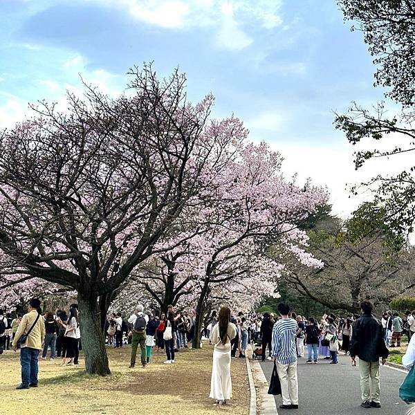 【日本關東賞櫻行】十間橋.成田櫻山公園.冰川神社.吉祥寺.新