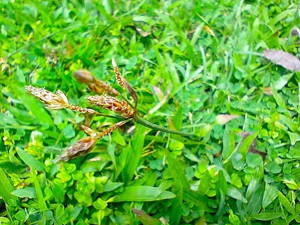 【好友相約馬國碰】之流連忘返南洋行-吉隆坡植物園Perdan