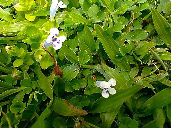 【好友相約馬國碰】之流連忘返南洋行-吉隆坡植物園Perdan