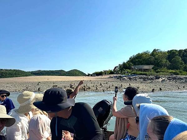 日本黃金週的泰國渡假遊/自由行=泰國航空.芭達雅.猴島.招披