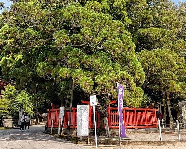 【福岡神社行】夫婦之宮--香椎宮.日本三大八幡--筥崎宮.超