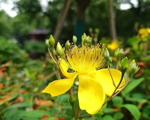 【人間天堂蘇州遊8】花港觀魚.楊公堤.蘇堤.白堤.斷橋殘雪.