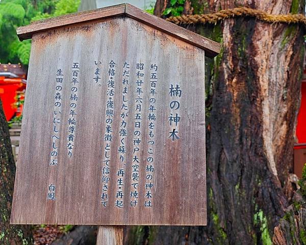 【戀愛神社 生田神社】1800年以上之古老神社之旅.置身在神