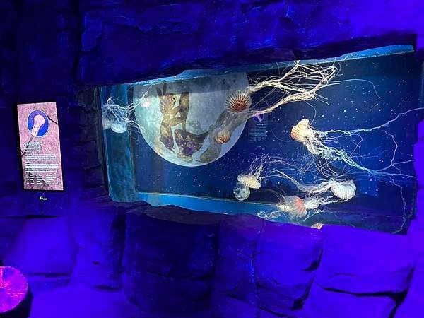 【韓國釜山隨興遊】釜山水族館.SEA LIFE BUSAN.