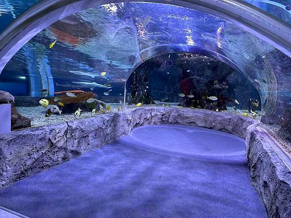 【韓國釜山隨興遊】釜山水族館.SEA LIFE BUSAN.