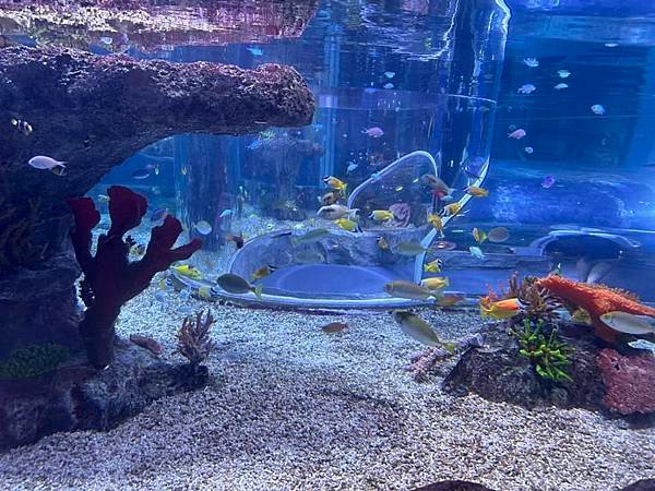 【韓國釜山隨興遊】釜山水族館.SEA LIFE BUSAN.