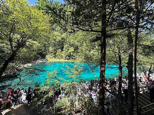 【九寨千古情】九寨溝熊貓基地.南橋古街.岷江峽谷風光.牟尼溝