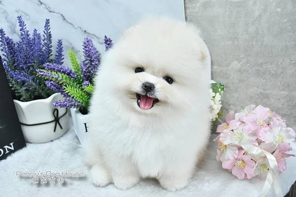 2024/3/7出生的博美幼犬&lt;已售&gt;