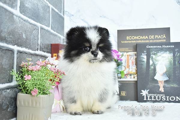 2024/8/3出生的博美幼犬&lt;已售&gt;