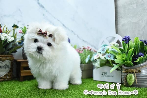 2024/10/5出生的瑪爾濟斯幼犬已售