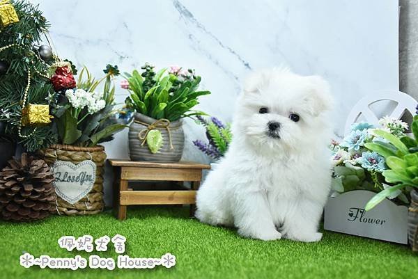 2024/10/5出生的瑪爾濟斯幼犬已售