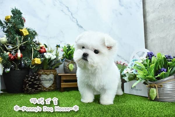 2024/10/5出生的瑪爾濟斯幼犬已售