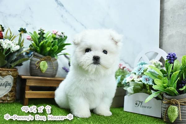 2024/10/5出生的瑪爾濟斯幼犬已售